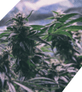Close-up of mature cannabis plants with prominent buds, against a blurred background of a cloudy sky. The leaves are lush and green, with trichomes visible on the buds. Emergency restoration efforts
