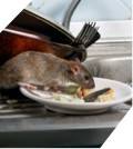 A brown rat nibbles on leftovers on a white plate beside an open dishwasher, indicating a potential emergency restoration need.