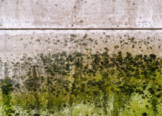 Emergency restoration needed for green mold and moisture damage on a concrete wall, showing patterns of spreading fungal growth and weathering effects.